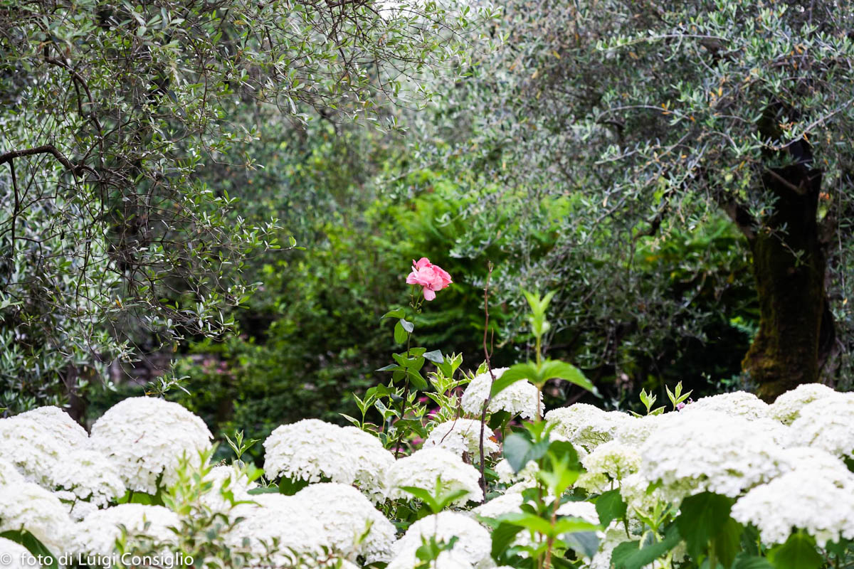 LUIGICONSIGLIO-FOTOGRAFO-giardini-Lago-di-GardaTo MG 4022