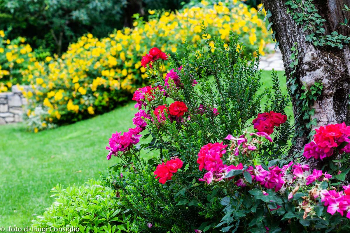 LUIGICONSIGLIO-FOTOGRAFO-giardini-Lago-di-GardaTo MG 4025 (1) (1)