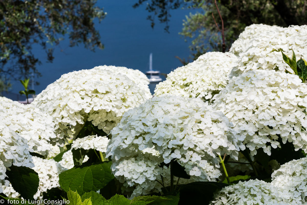 LUIGICONSIGLIO-FOTOGRAFO-giardini-Lago-di-GardaTo MG 4042