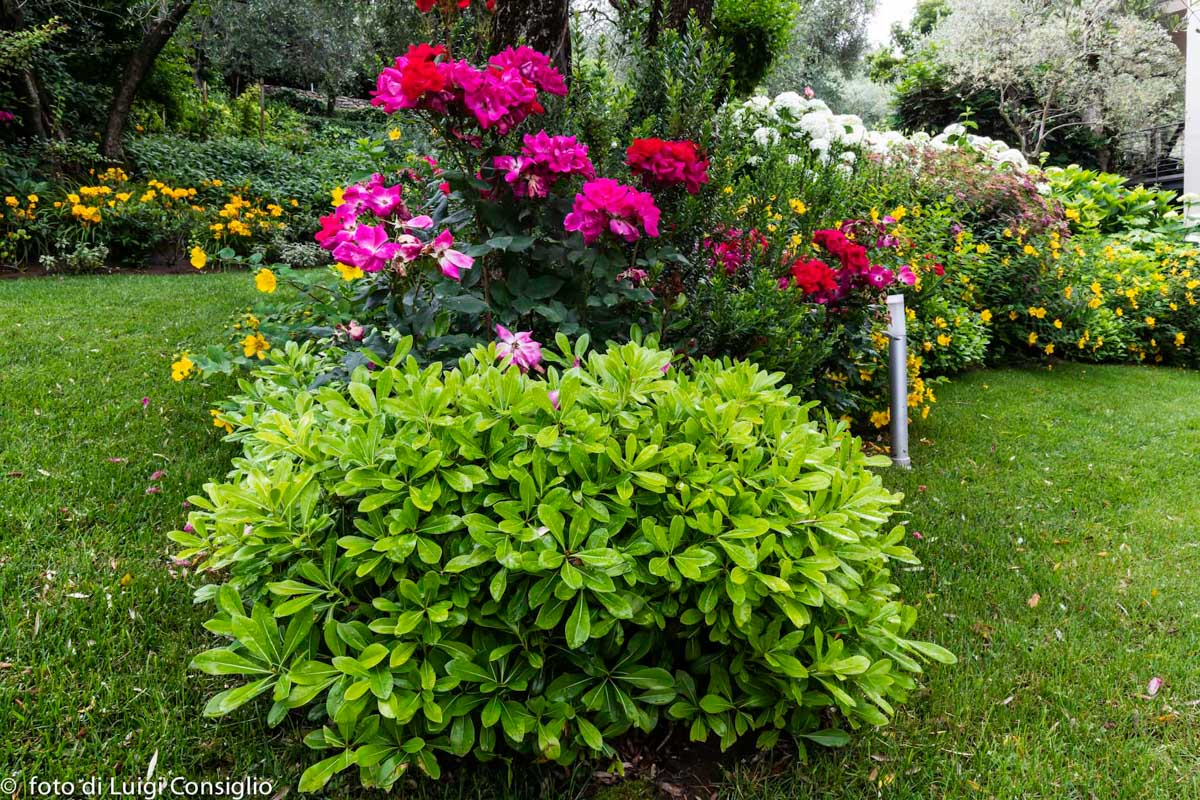 LUIGICONSIGLIO-FOTOGRAFO-giardini-Lago-di-GardaTo MG 6308