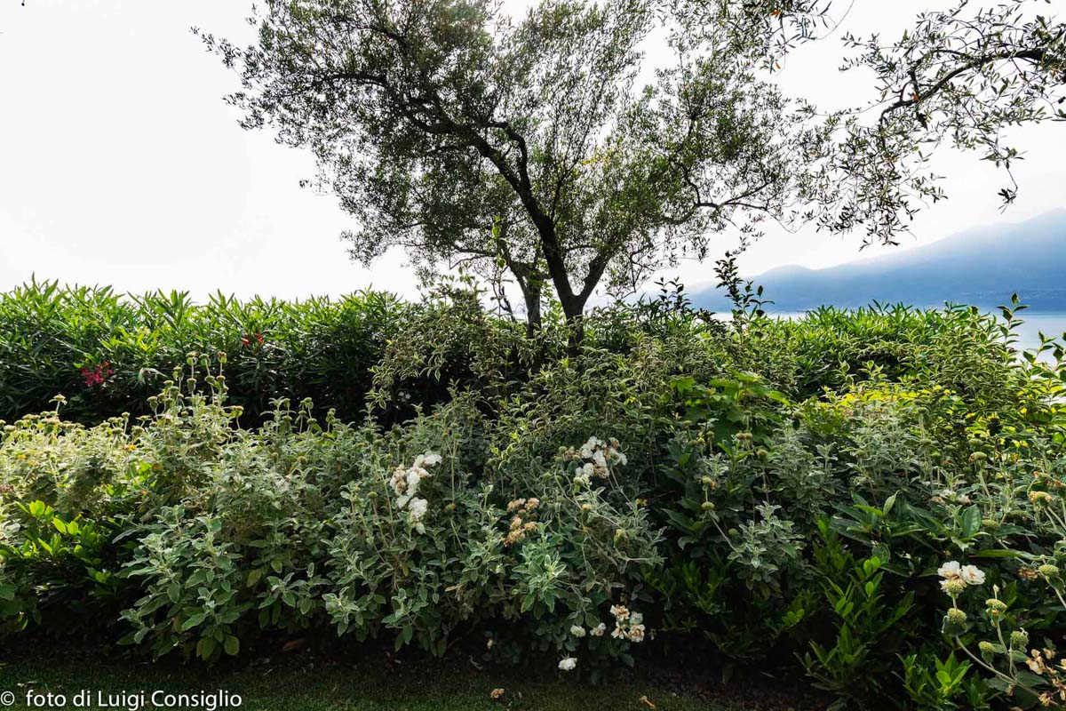 LUIGICONSIGLIO-FOTOGRAFO-giardini-Lago-di-GardaTop MG 6439