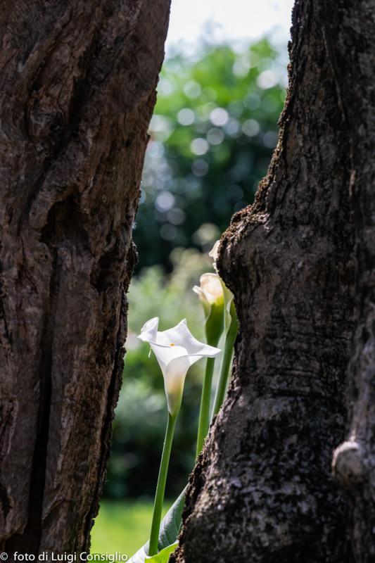 LUIGICONSIGLIO-FOTOGRAFO-giardini-Lago-di-GardaTop MG 6459