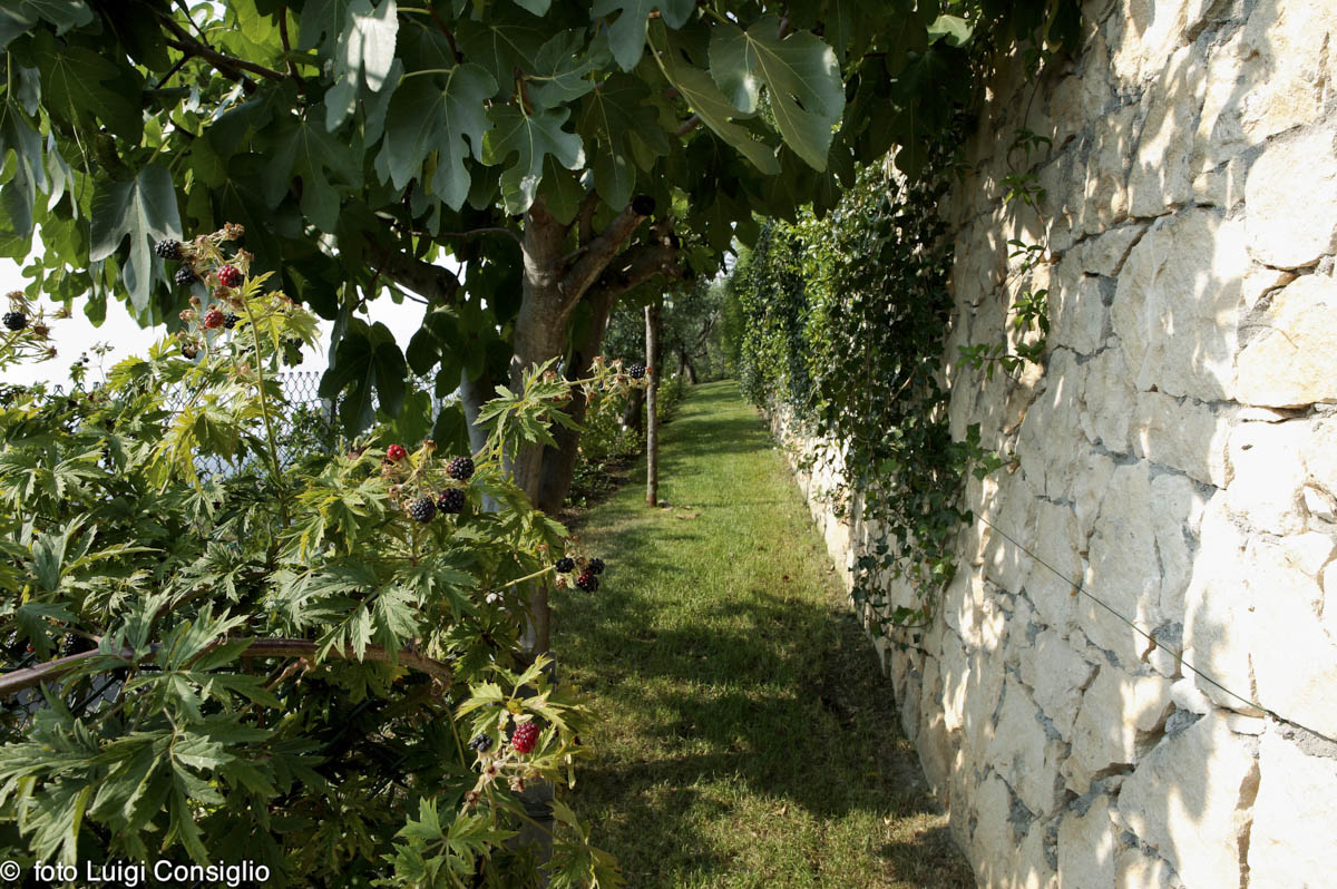 LUIGICONSIGLIO-FOTOGRAFO-giardini-Verona-289X2753 RT16 (1)
