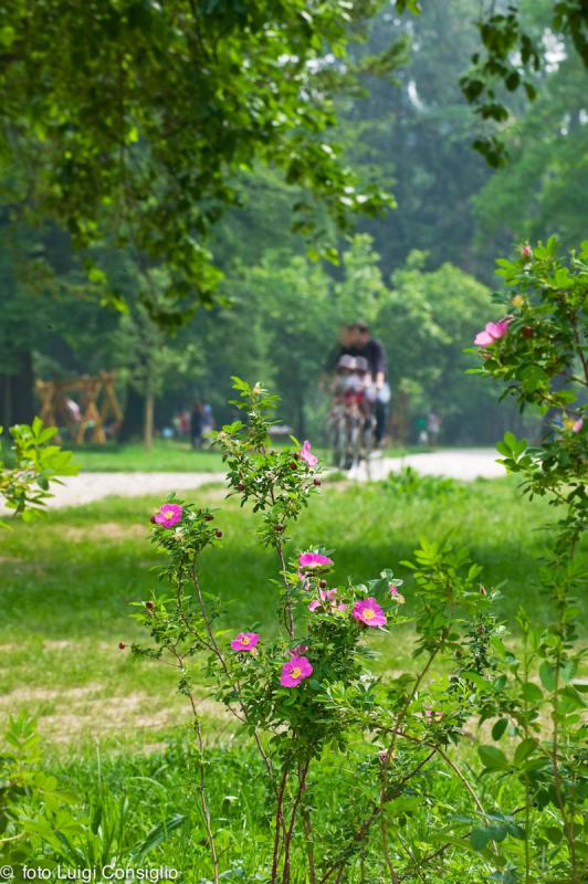 Parco Buri 2006