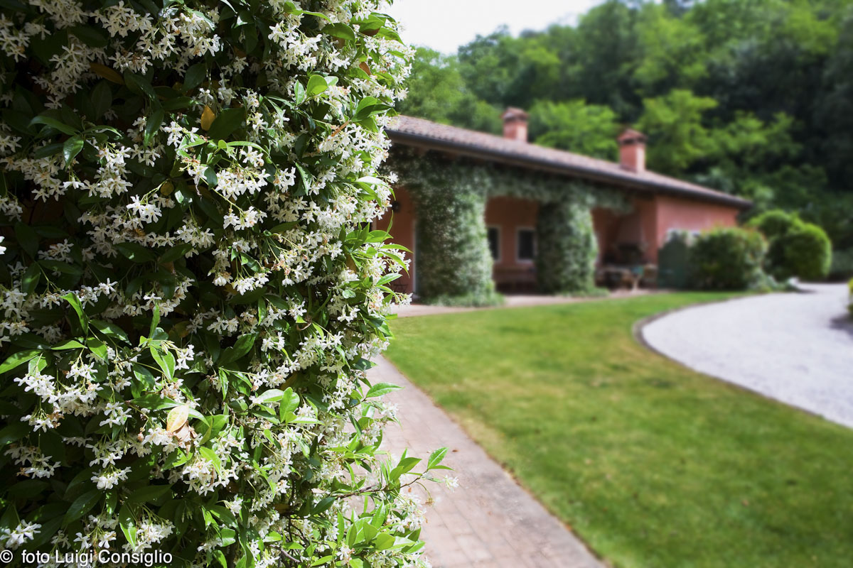 LUIGICONSIGLIO-FOTOGRAFO-giardini-Vicenza-cre matt MG 4925 (1) (1)