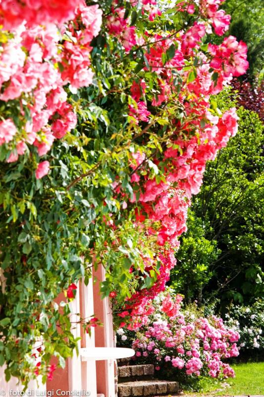 LUIGICONSIGLIO-FOTOGRAFO-giardini-Vicenza-cre pom MG 5025