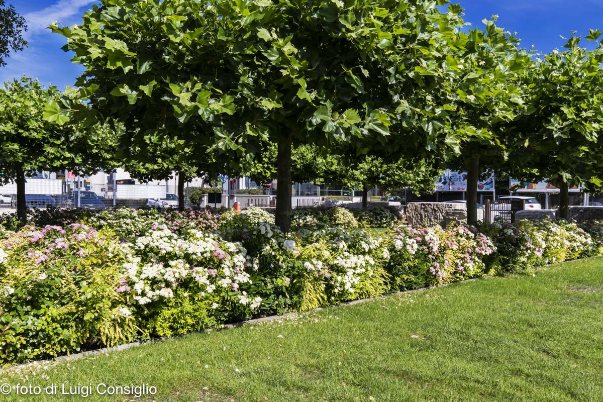 013_Fotografia_di_giardini_Luigi_Consiglio_LUIGICONSIGLIO-FOTOGRAFO-giardini-Verona-industria-20210612_0008