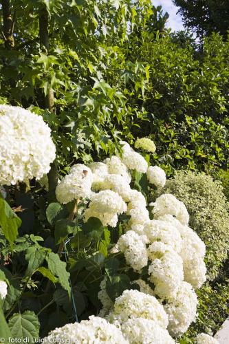 005_Fotografia_di_giardini_Luigi_Consiglio_Fontana_albaré20160622_3249