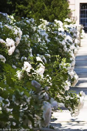 015_Fotografia_di_giardini_Luigi_Consiglio_VillaNabilia_MG_3222