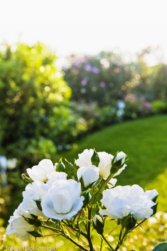 023_Fotografia_di_giardini_Luigi_Consiglio_Fontana_albaré20160622_3357