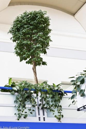 LUIGICONSIGLIO-FOTOGRAFO-giardini-Reggiolo-20160310_2575s