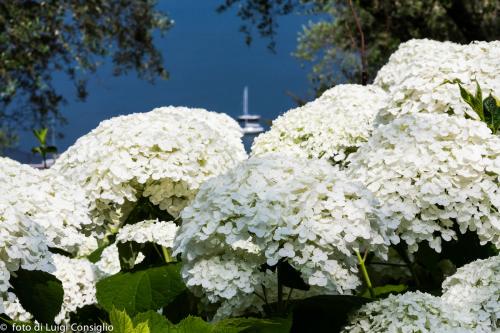 LUIGICONSIGLIO-FOTOGRAFO-giardini-Lago-di-GardaTo MG 4042