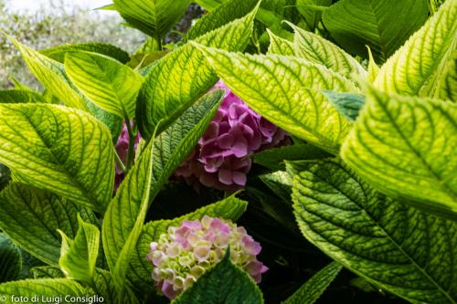 LUIGICONSIGLIO-FOTOGRAFO-giardini-Lago-di-GardaTo MG 6373