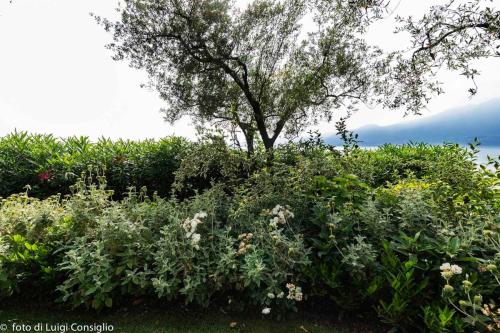 LUIGICONSIGLIO-FOTOGRAFO-giardini-Lago-di-GardaTop MG 6439