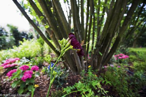 LUIGICONSIGLIO-FOTOGRAFO-giardini-Reggiolo-HotelVillaNabila 20170610 6090 (1)