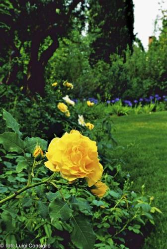 FIORI3