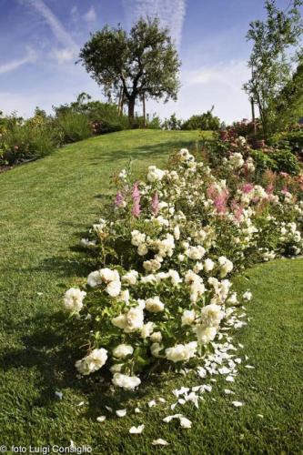 LUIGICONSIGLIO-FOTOGRAFO-giardini-Verona-montecch MG 0649 (1) (1)